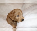 Small Photo #3 Labradoodle Puppy For Sale in ORLANDO, FL, USA