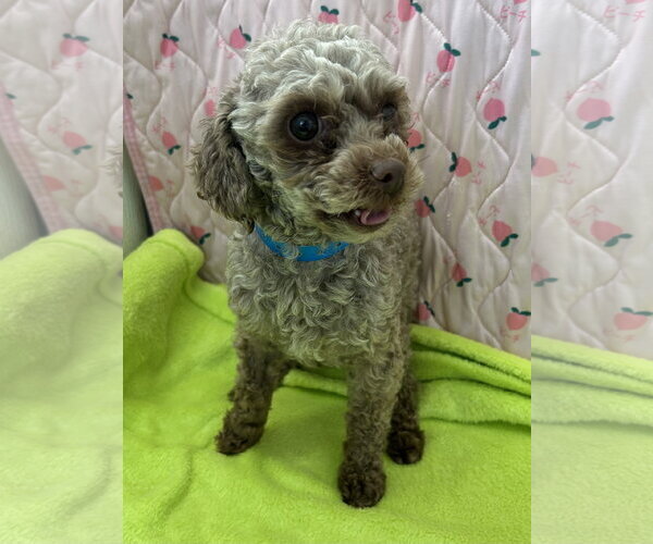 Medium Photo #5 Poodle (Miniature) Puppy For Sale in Pacolet, SC, USA