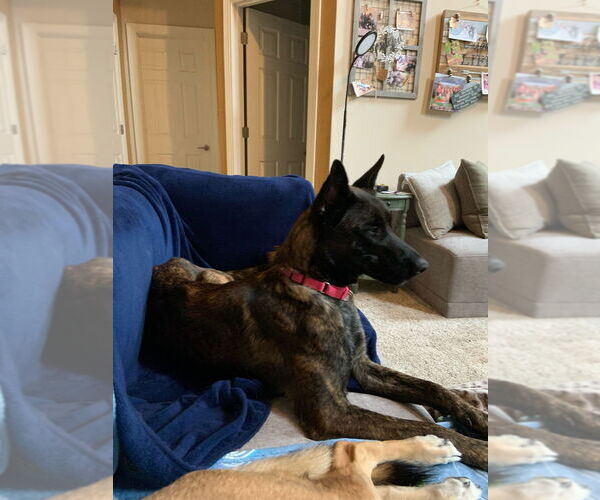 Medium Photo #1 Holland Shepherd Puppy For Sale in Imlay City, MI, USA