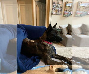 Holland Shepherd Dogs for adoption in Imlay City, MI, USA