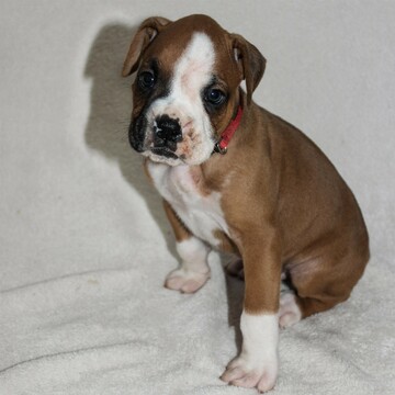 Medium Photo #3 Boxer Puppy For Sale in SINKING SPRING, PA, USA