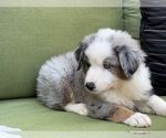 Small Photo #12 Miniature Australian Shepherd Puppy For Sale in LA CANADA FLINTRIDGE, CA, USA