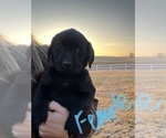 Small Photo #5 Labrador Retriever Puppy For Sale in FALLS CITY, NE, USA
