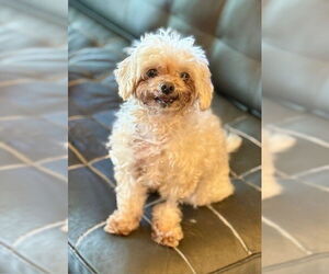 Maltipoo Dogs for adoption in Boston, MA, USA