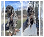 Puppy Louis Goldendoodle