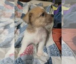 Small Photo #3 Cairn Terrier-Unknown Mix Puppy For Sale in Oakhurst, NJ, USA