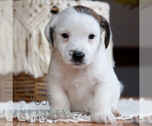 Jack Tzu Puppy for sale in EAST EARL, PA, USA