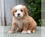 Small #4 Bernese Mountain Dog-Cavalier King Charles Spaniel Mix