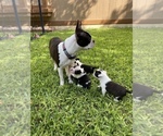 Small Photo #3 Boston Terrier Puppy For Sale in CONVERSE, TX, USA