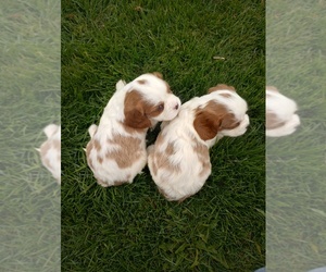 Cavalier King Charles Spaniel Puppy for sale in SAINT PAUL, MN, USA