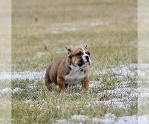 American Bully Puppy for sale in CHICAGO, IL, USA