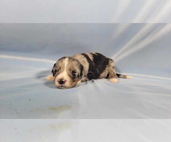 Medium Photo #37 Bernedoodle (Miniature) Puppy For Sale in BLACK FOREST, CO, USA