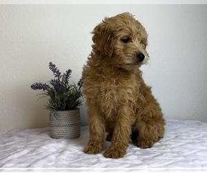 Goldendoodle (Miniature) Puppy for sale in FRANKLIN, IN, USA