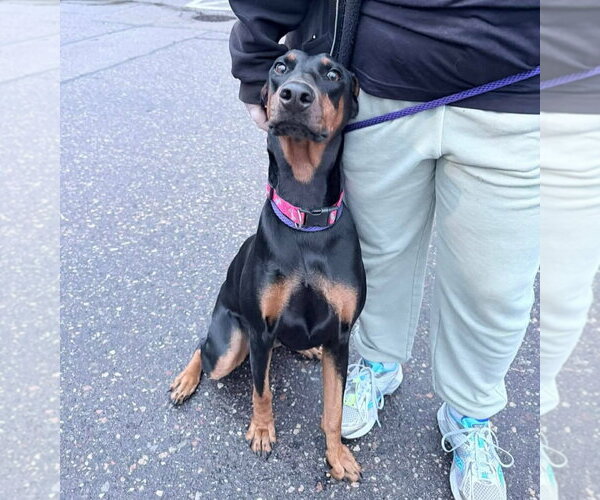 Medium Photo #3 Doberman Pinscher Puppy For Sale in Buffalo, MN, USA