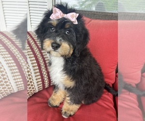 Miniature Bernedoodle Puppy for sale in RICHMOND, IL, USA