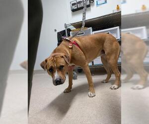 American Pit Bull Terrier Dogs for adoption in Bakersfield, CA, USA