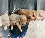 Small Photo #12 Goldendoodle Puppy For Sale in APOLLO BEACH, FL, USA