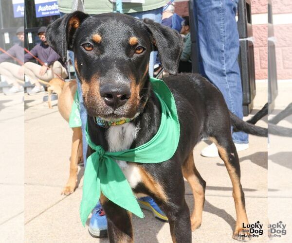Medium Photo #3 Mutt Puppy For Sale in Washington, DC, USA