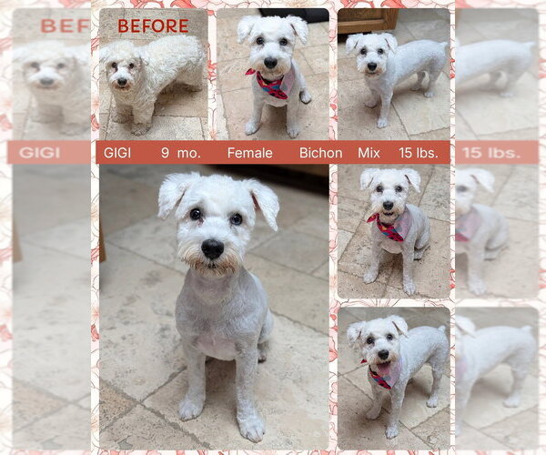 Medium Photo #1 Bichon Frise Puppy For Sale in Mesa, AZ, USA