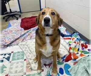 German Shepherd Dog-Unknown Mix Dogs for adoption in Fort Wayne, IN, USA