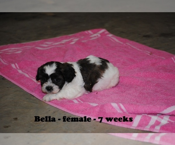 Medium Photo #2 Zuchon Puppy For Sale in CLARKRANGE, TN, USA