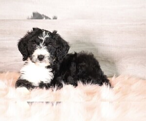 Bernedoodle Puppy for sale in FREDERICKSBG, OH, USA