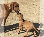 Small Photo #104 Rhodesian Ridgeback Puppy For Sale in MORONGO VALLEY, CA, USA