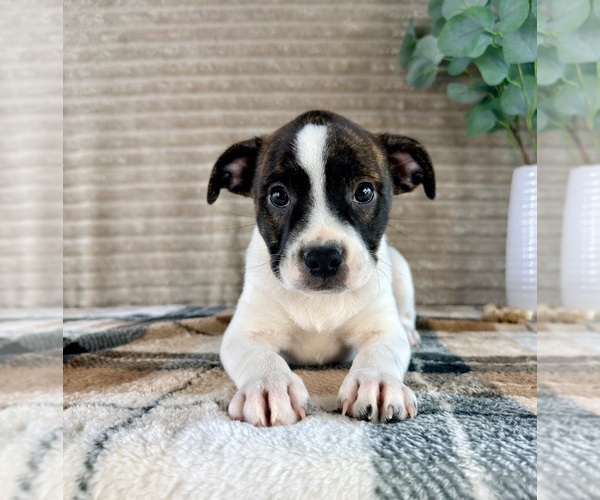 Medium Photo #4 Brat Puppy For Sale in GREENFIELD, IN, USA
