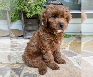Cavapoo Puppy for sale in SPRING LAKE, NC, USA
