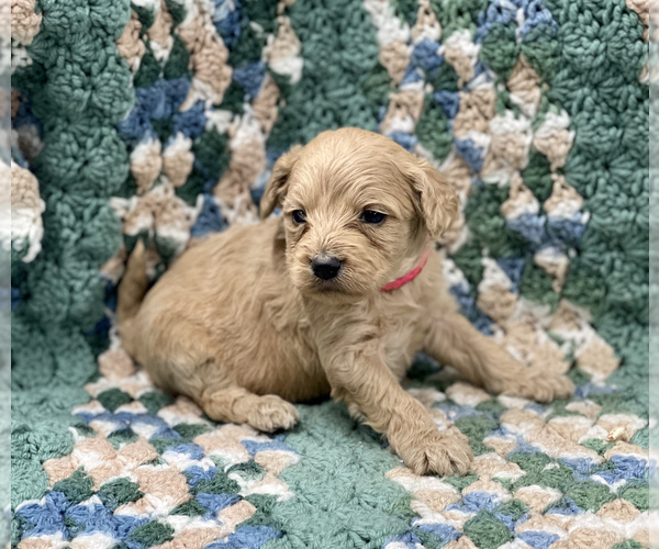 Medium Photo #6 Australian Labradoodle Puppy For Sale in MACON, IL, USA