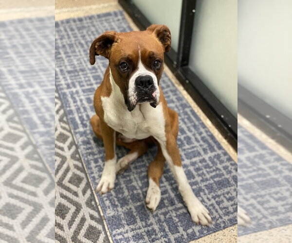 Medium Photo #4 Boxer Puppy For Sale in Austin, TX, USA