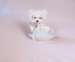 Small #4 Maltese