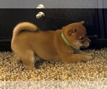 Small Photo #3 Shiba Inu Puppy For Sale in SNOHOMISH, WA, USA