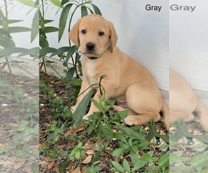 Labrador Retriever Puppy for sale in NORTH PORT, FL, USA