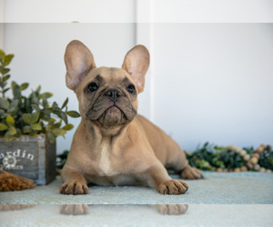 Medium French Bulldog