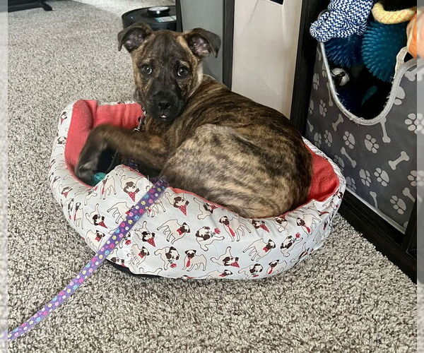 Medium Photo #4 Mutt Puppy For Sale in Springdale, PA, USA