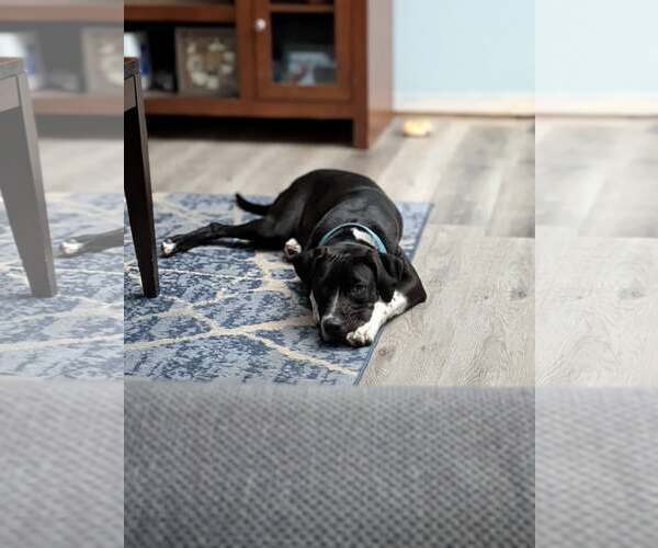 Medium Photo #4 Labrador Retriever-Unknown Mix Puppy For Sale in Sheboygan, WI, USA