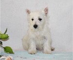 Puppy Wave West Highland White Terrier