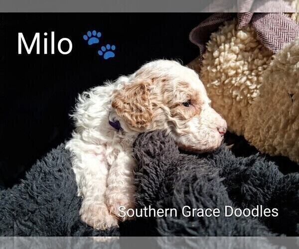Medium Photo #4 Goldendoodle (Miniature) Puppy For Sale in GASTONIA, NC, USA