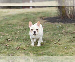 Small #7 French Bulldog