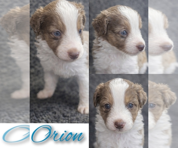 Medium Photo #1 Miniature Australian Shepherd Puppy For Sale in ADAIR VILLAGE, OR, USA