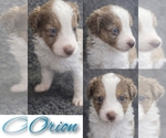 Puppy ORION Miniature Australian Shepherd