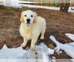Small Photo #2 English Cream Golden Retriever Puppy For Sale in PEYTON, CO, USA