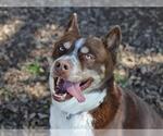 TUCKER - Male Siberian Husky Dog for Adoption - Small photo
