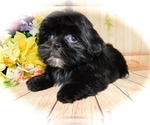 Small Photo #2 Shih Tzu Puppy For Sale in HAMMOND, IN, USA