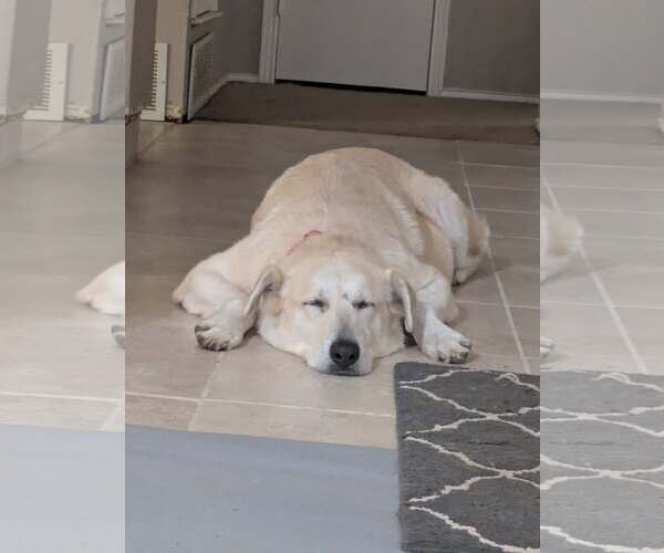 Medium Photo #6 Great Pyrenees-Unknown Mix Puppy For Sale in Rowlett, TX, USA
