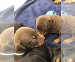 Small Photo #23 Doberman Pinscher Puppy For Sale in MACUNGIE, PA, USA