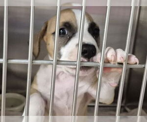 American Pit Bull Terrier Dogs for adoption in Decatur, IL, USA