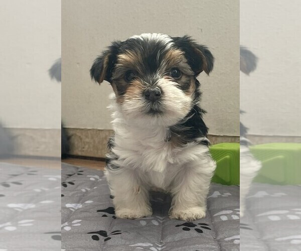 Medium Photo #1 Yorkshire Terrier Puppy For Sale in DENVER, CO, USA