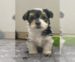 Small Yorkshire Terrier